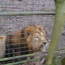 Aslan - Scouts en Gidsen Zaventem 