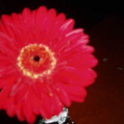 .cuban flower - Scouts en Gidsen Zaventem 