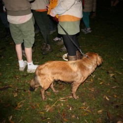IMG 2394  Medium - Scouts en Gidsen Zaventem 