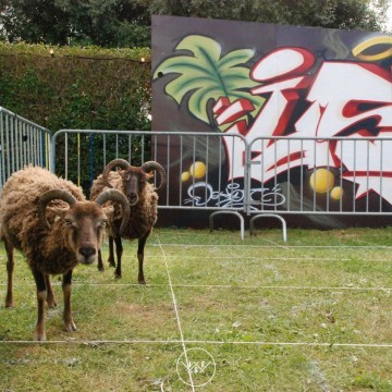 DSC 0904 - Scouts en Gidsen Zaventem 
